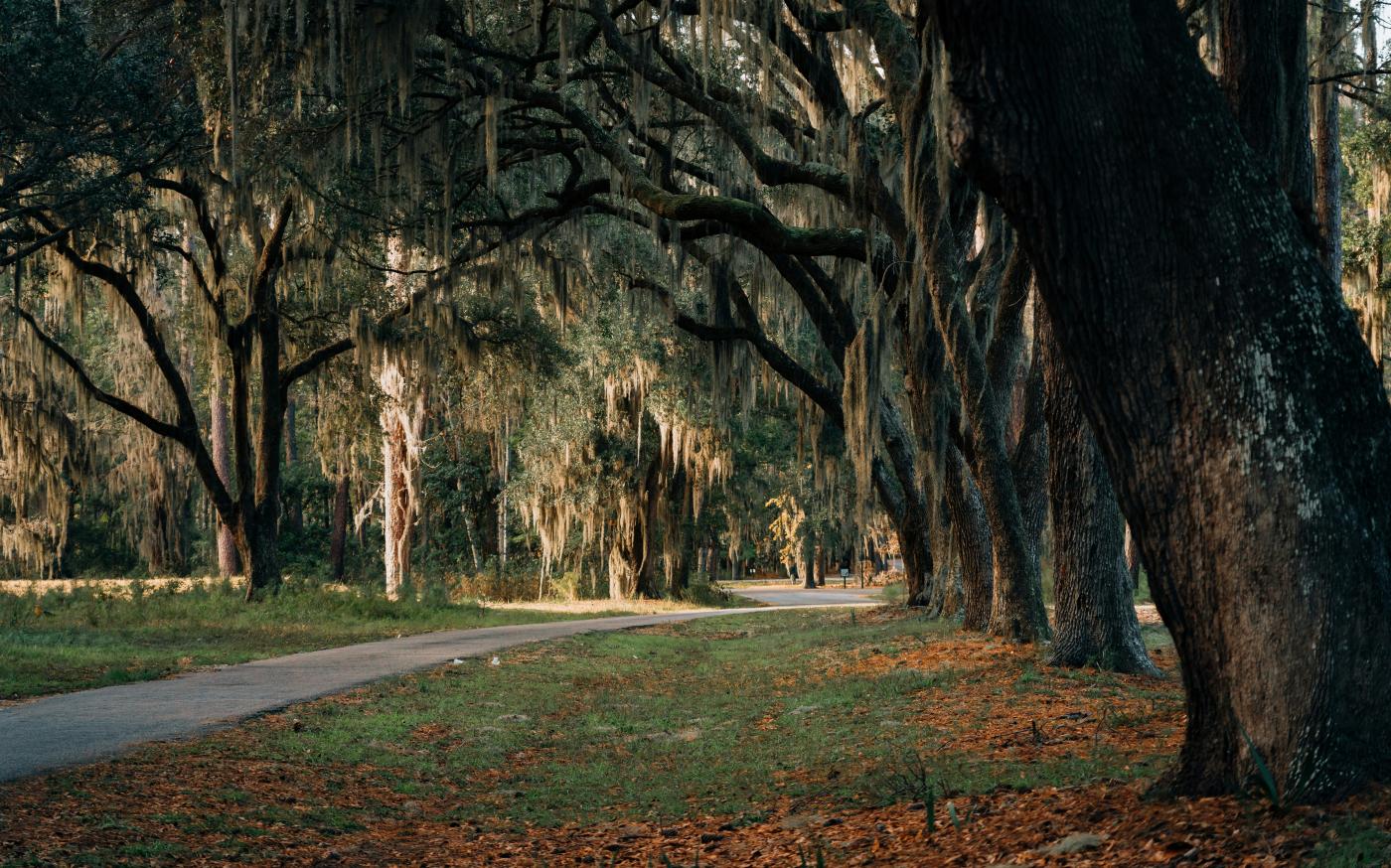 gray concrete road between trees during daytime by Yohan Marion courtesy of Unsplash.