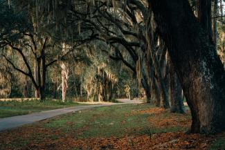 gray concrete road between trees during daytime by Yohan Marion courtesy of Unsplash.