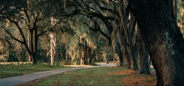 gray concrete road between trees during daytime by Yohan Marion courtesy of Unsplash.