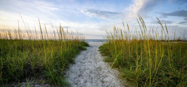 a path leading to the beach with tall grass by Justin Fisher courtesy of Unsplash.